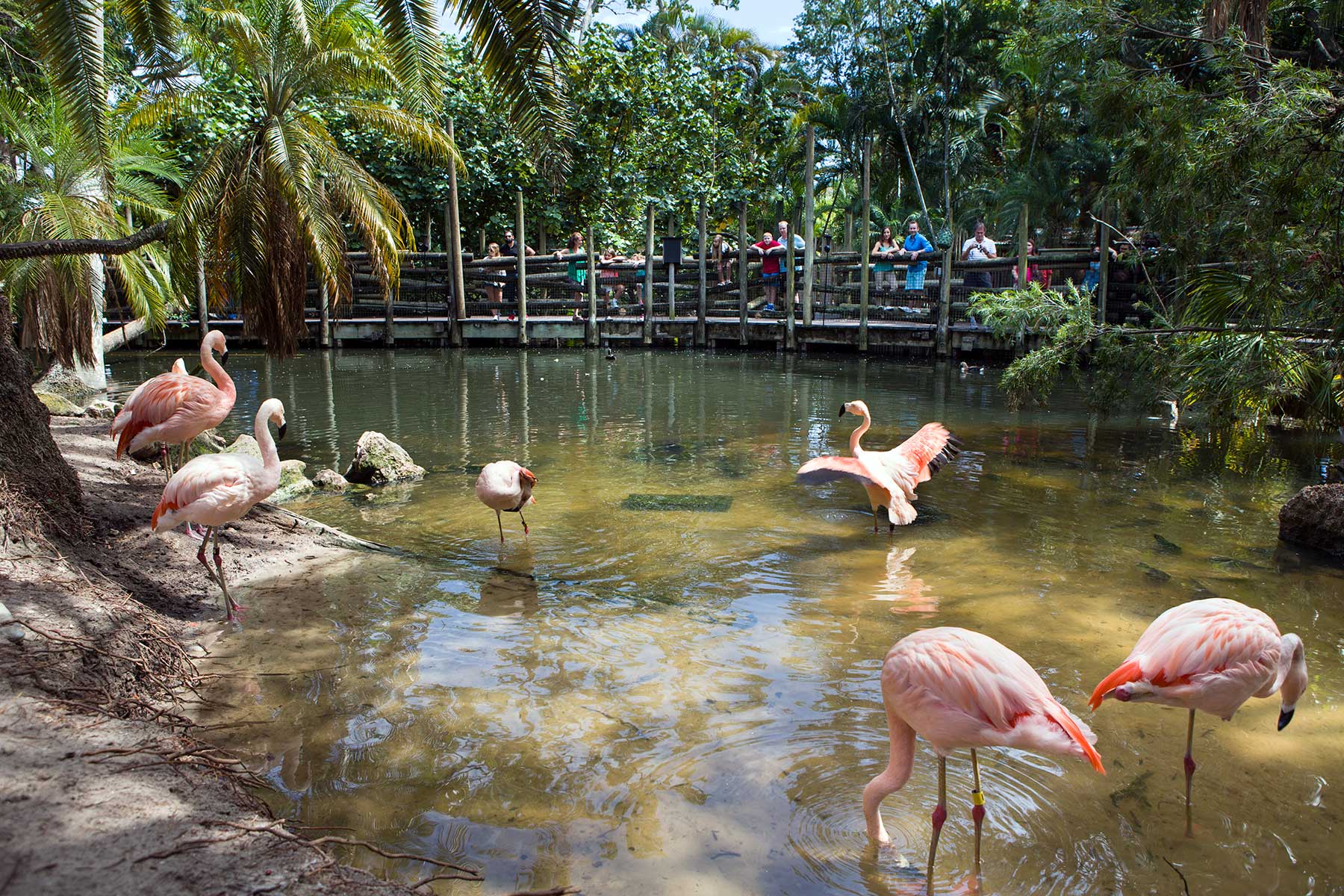 Flamingos-6441