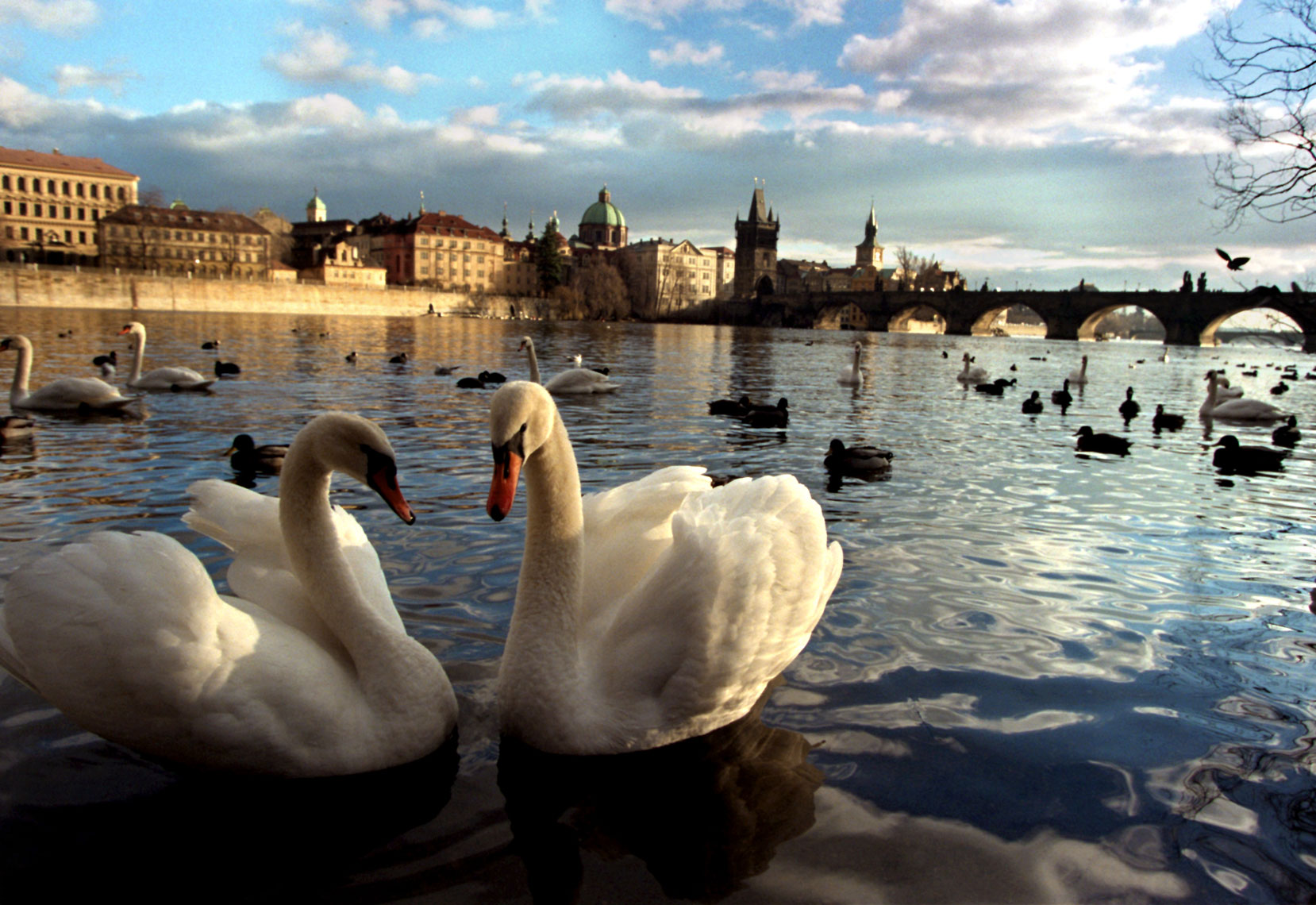 Prague-Swans
