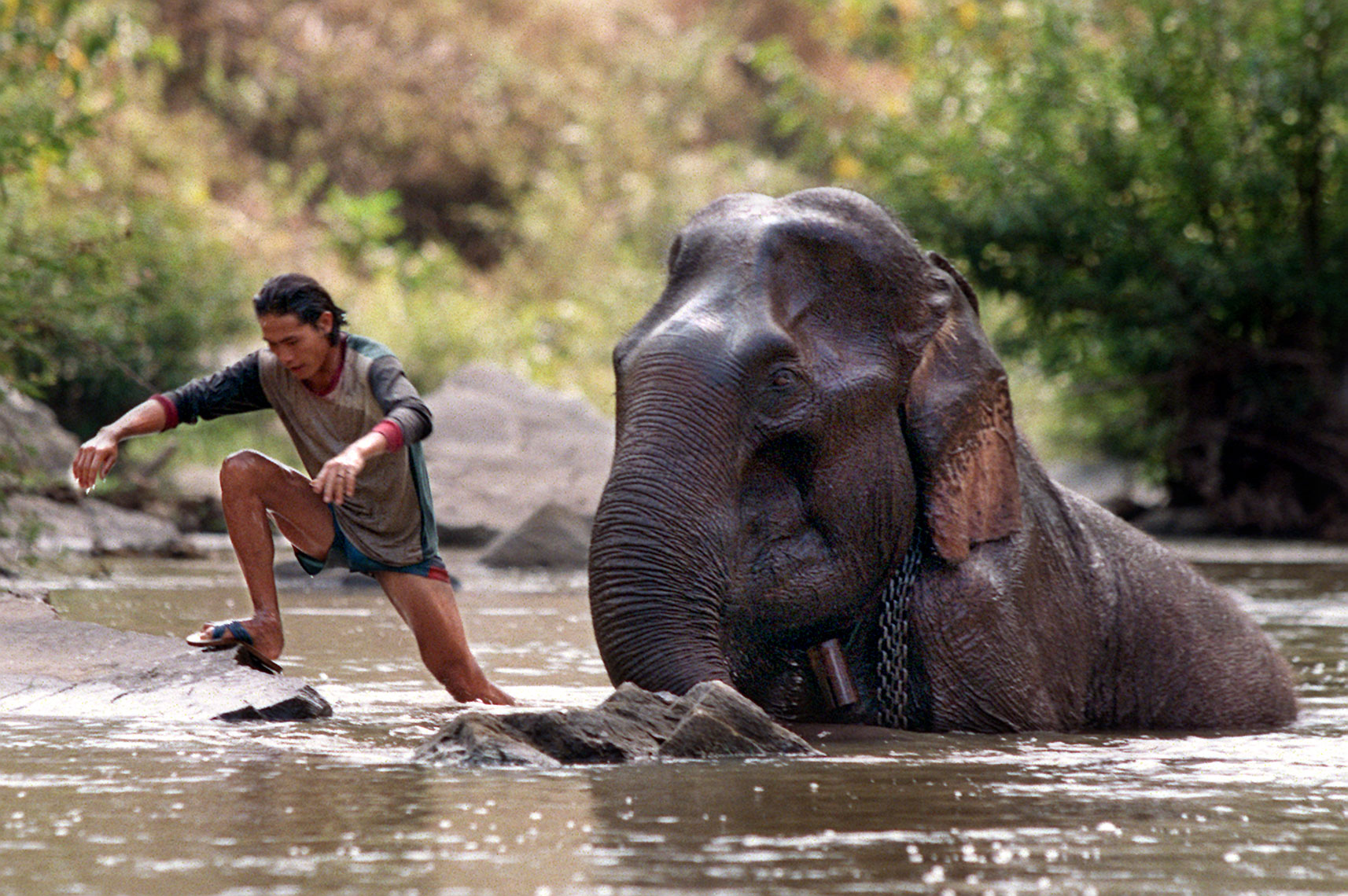 elephant-bath