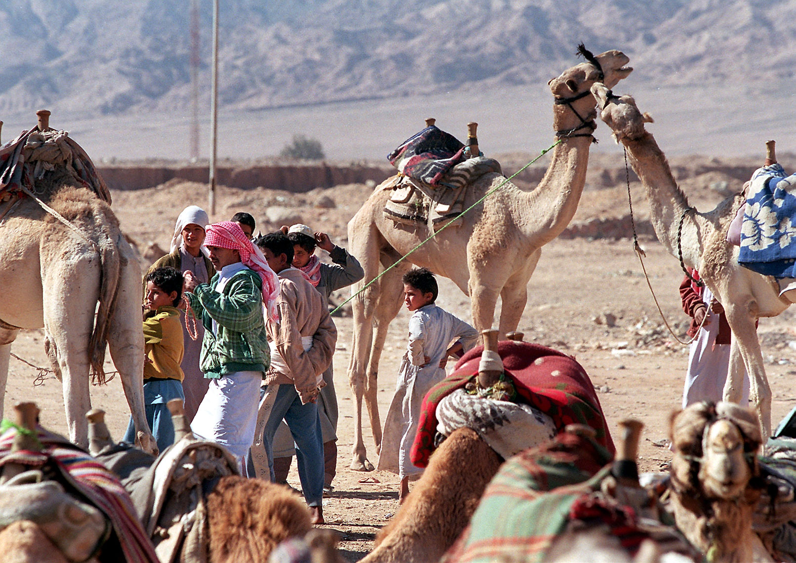 kissing-camels--Dahab